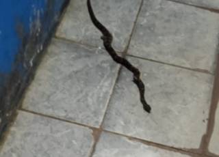 Prefeitura de Presidente Tancredo Neves confirma que cobra foi encontrada dentro de hospital, e diz que animal foi levado por paciente